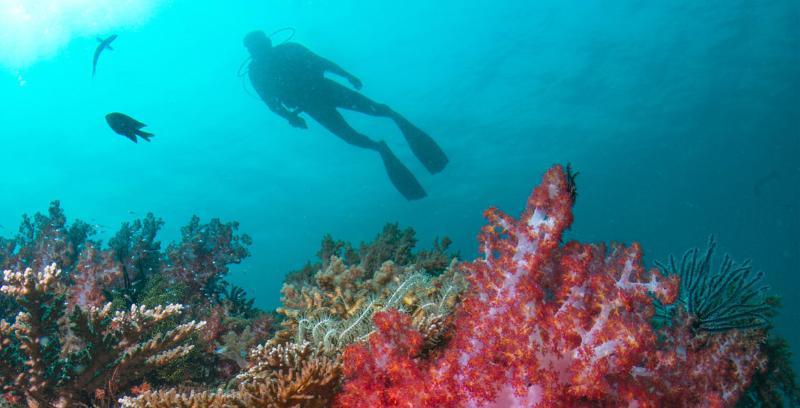 דאנגון Tanjong Jara Resort, Terengganu - A Small Luxury Hotels Of The World מראה חיצוני תמונה Scuba diving in the Red Sea